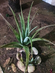 Aloe vera