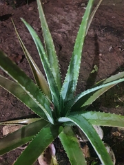 Aloe vera