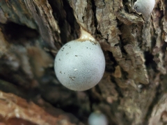 Lycogala flavofuscum