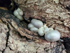 Lycogala flavofuscum