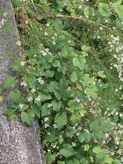 Symphyotrichum lanceolatum