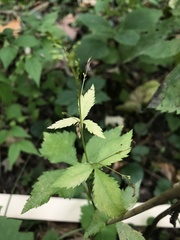 Cryptotaenia canadensis