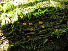 Calycina
