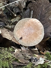 Collybia
