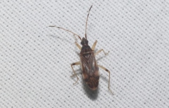 Ozophora occidentalis