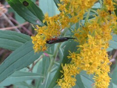 Pimpla pedalis