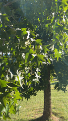 Liquidambar styraciflua