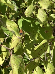 Calopteron