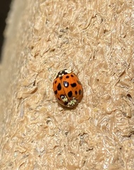 Hesperomyces harmoniae