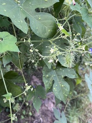 Echinopepon wrightii