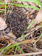 Dolichoderus doriae