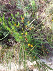 Pultenaea tenuifolia