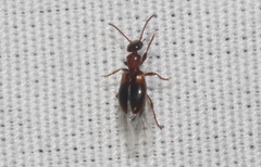 Omonadus formicarius