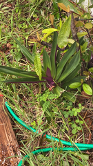 Tradescantia spathacea