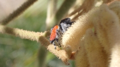 Phidippus adumbratus
