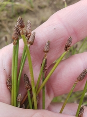 Eleocharis elliptica