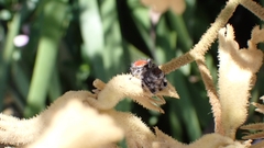Phidippus adumbratus