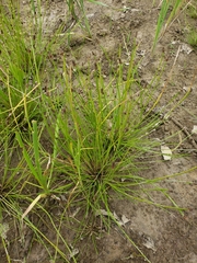 Eleocharis elliptica