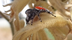 Phidippus adumbratus