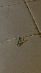 Sphodromantis viridis