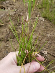 Eleocharis elliptica