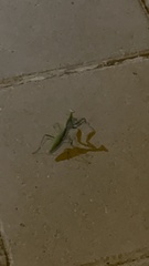 Sphodromantis viridis