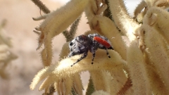 Phidippus adumbratus
