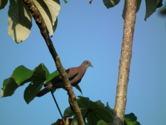 Patagioenas cayennensis pallidicrissa