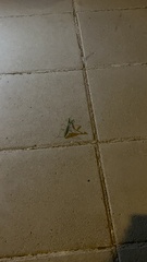 Sphodromantis viridis