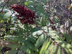 Rhus