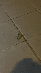 Sphodromantis viridis