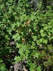 Ribes acerifolium