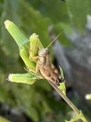 Melanoplus scudderi