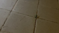 Sphodromantis viridis