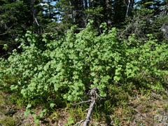Ribes acerifolium