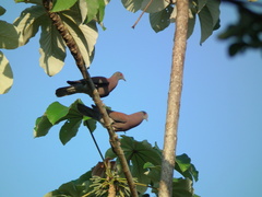 Patagioenas cayennensis pallidicrissa