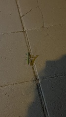 Sphodromantis viridis