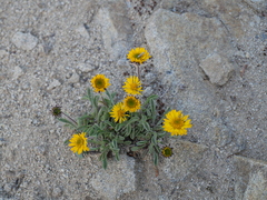 Erigeron aureus