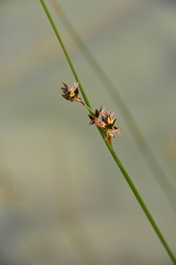 Juncus balticus