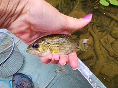 Ambloplites rupestris