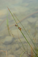 Juncus balticus