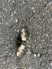 Hemileuca nevadensis