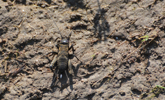 Melanogryllus desertus