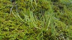Cladonia maxima