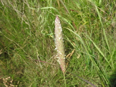 Phalaris coerulescens