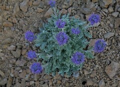 Phacelia sericea