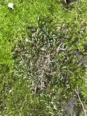Bryum argenteum