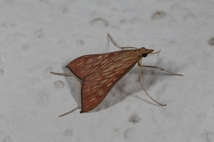 Antigastra catalaunalis