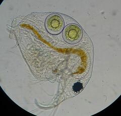 Bosmina longirostris