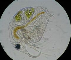 Bosmina longirostris